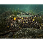 Pellet box Delphin Reaxe Ready&Go /  Ananas Corn