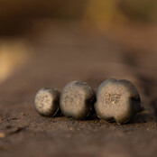 Conceal Back Leads 0.5 OZ 14Gr