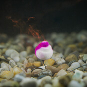 Feeder rig Delphin Braided Spike Haak:4 - 12CM - 0.20MM