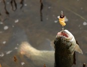 Trout Master Camola Trout Master Camola