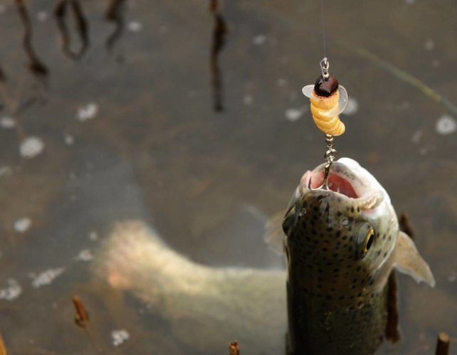 Trout Master Camola Trout Master Camola