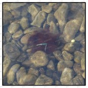 The Fuzz Lead System UFO Weed. 228 gr.