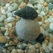 Tackle Imitation Snails Tackle Imitation Snails