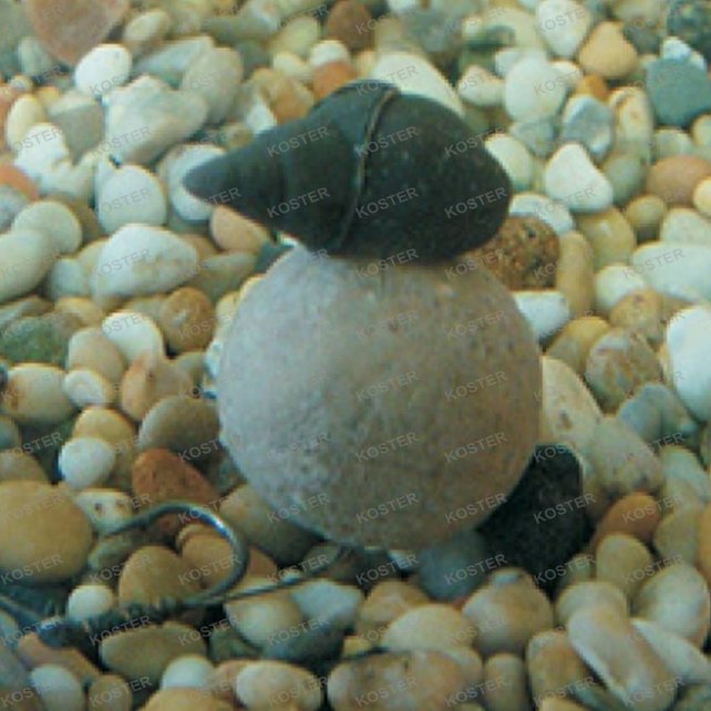 Tackle Imitation Snails Tackle Imitation Snails