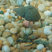 Tackle Imitation Snails Tackle Imitation Snails