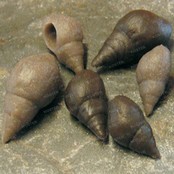 Tackle Imitation Snails Tackle Imitation Snails