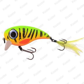 Fat Iris Fire Tiger