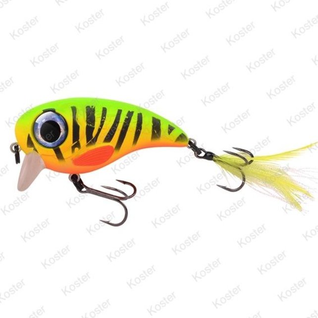 Fat Iris Fire Tiger Fat Iris Fire Tiger