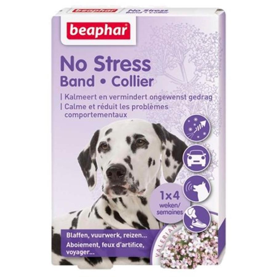 No Stress Band hond