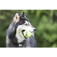 Air Squeaker Tennis Ball