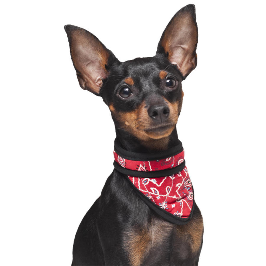 Cooling Pet Bandana Small