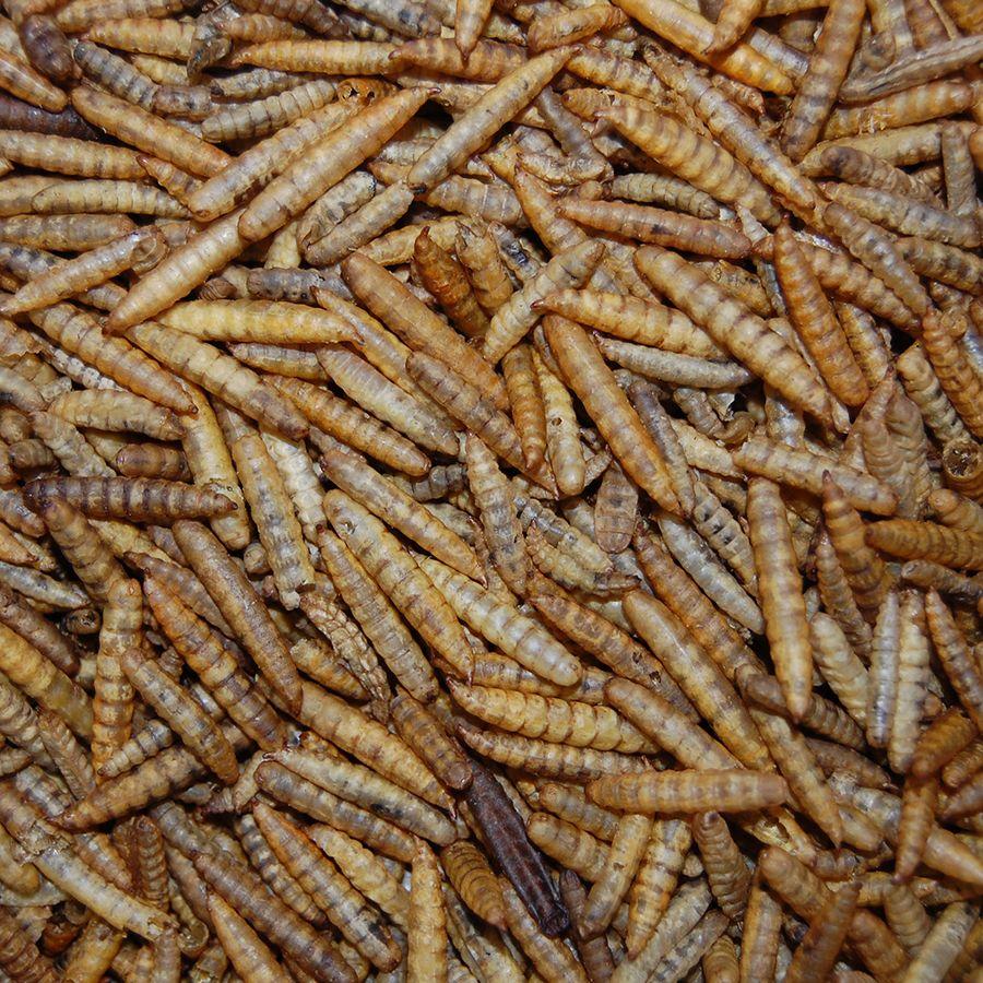 Superworms: Grote gedroogde Zwarte Vlieg (Black Soldier Fly) larven | Budgies | Nutriworms