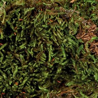 Terrariummos bodembedekker 200 g voor regenwoudterraria