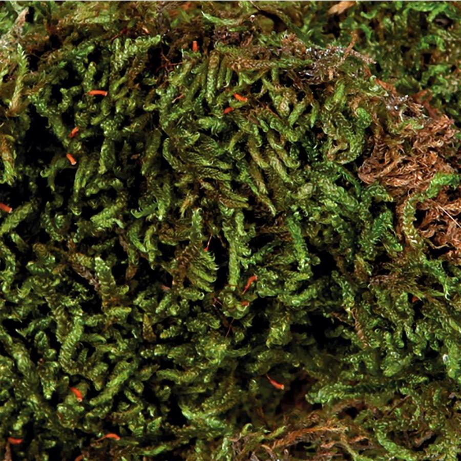 Terrariummos bodembedekker 200 g voor regenwoudterraria