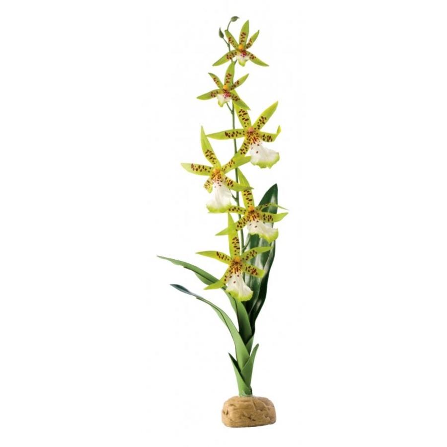 Spinnen Orchidee