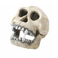 Schedel chimpansee ornament 16 cm voor aquarium en terrarium