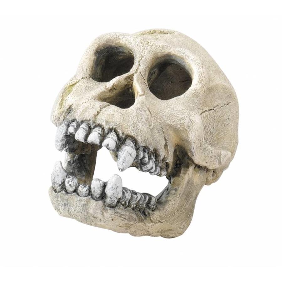 Schedel chimpansee ornament 16 cm voor aquarium en terrarium