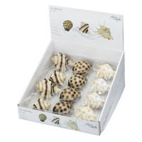 Zeeschelpen aquariumdecoratie 8,5-10 cm | pH-neutraal ornament