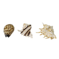 Zeeschelpen aquariumdecoratie 8,5-10 cm | pH-neutraal ornament