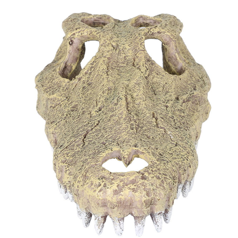 Aligator schedel aquarium- en terrariumdecoratie 28,5 x 14,5 x 8 cm