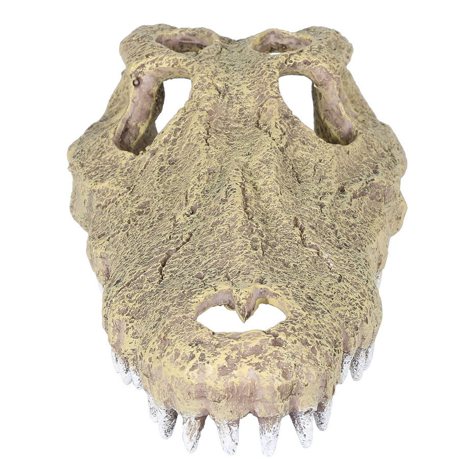 Aligator schedel