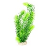 Plant hornwort Donkergroen