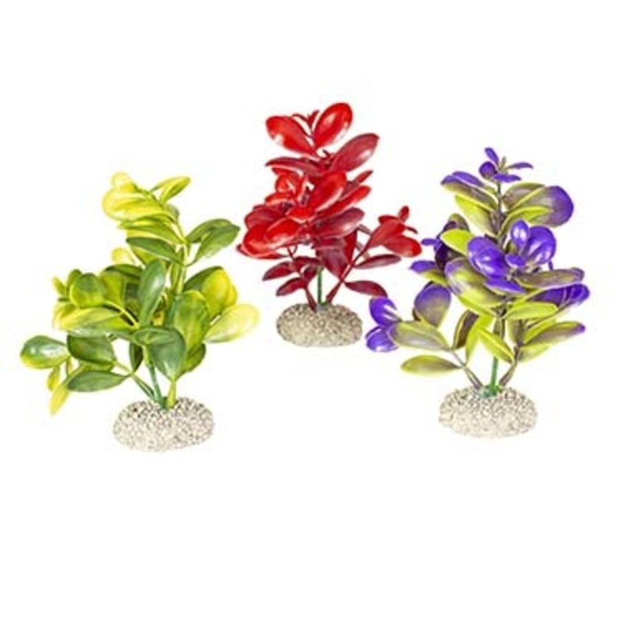 Plant crassula Gemengde kleuren