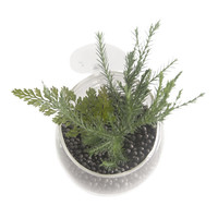 Plant cup glas transparant 9 x 6 x 6 cm | met 2 zuignappen