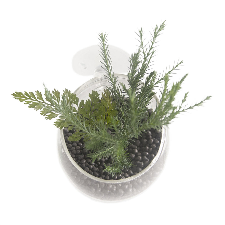 Plant cup glas transparant 9 x 6 x 6 cm | met 2 zuignappen