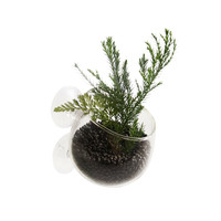 Plant cup glas transparant 9 x 6 x 6 cm | met 2 zuignappen