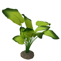 Anubias plant