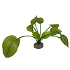 Anubias plant