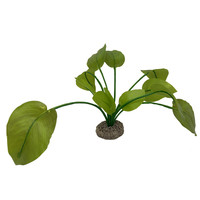 Anubias plant