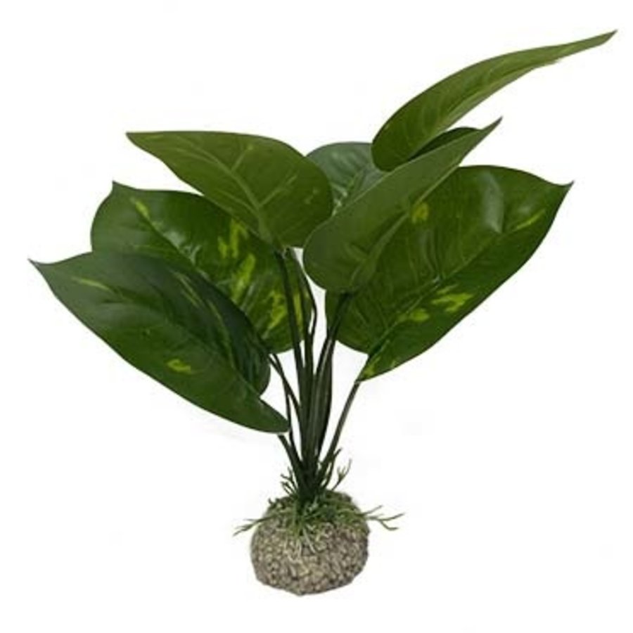 Anubias plant