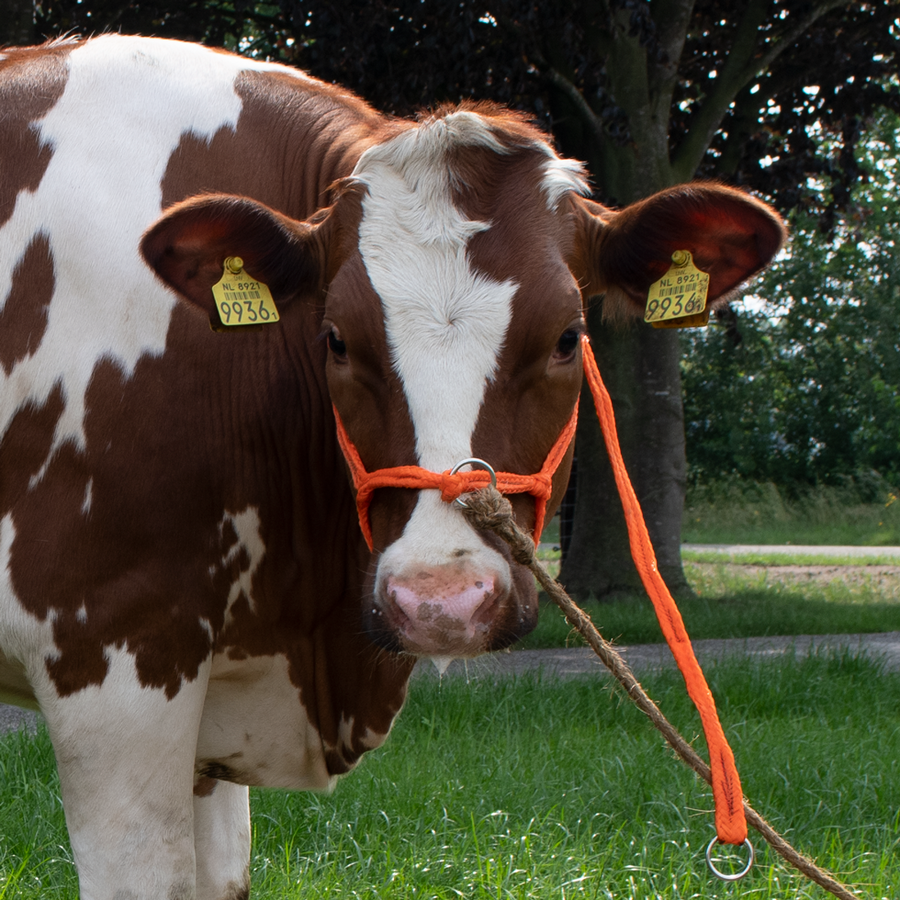 Halster oranje