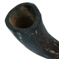 Whole horn