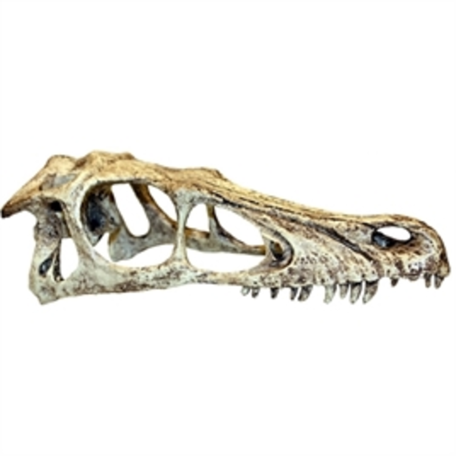 T-Rex Skull