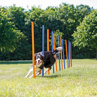 Fun Agility Slalom