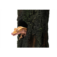 Gecko boom terrariumdecoratie holle boomstam 24,8x16,2x25,4 cm