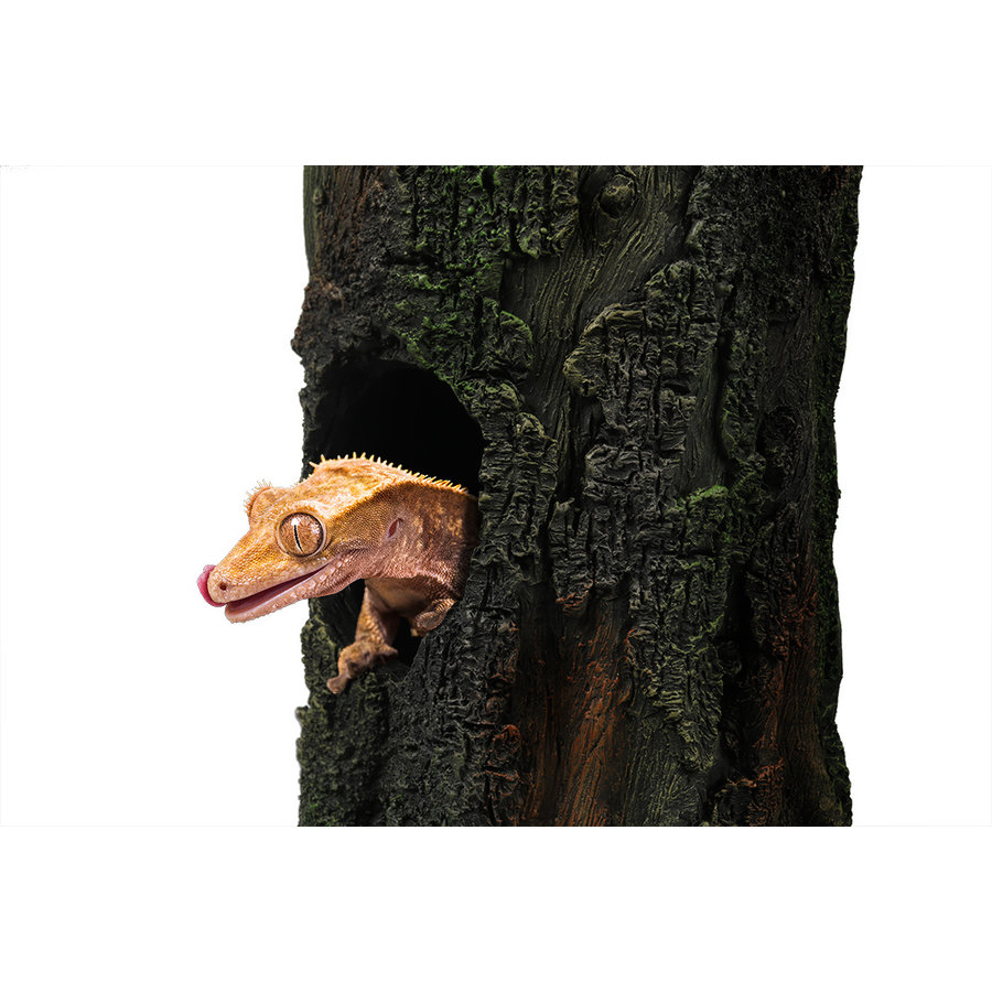 Gecko boom terrariumdecoratie holle boomstam 24,8x16,2x25,4 cm