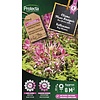 Kattensnor Roze | Cleome