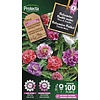 Balsamien Camelia dubbel