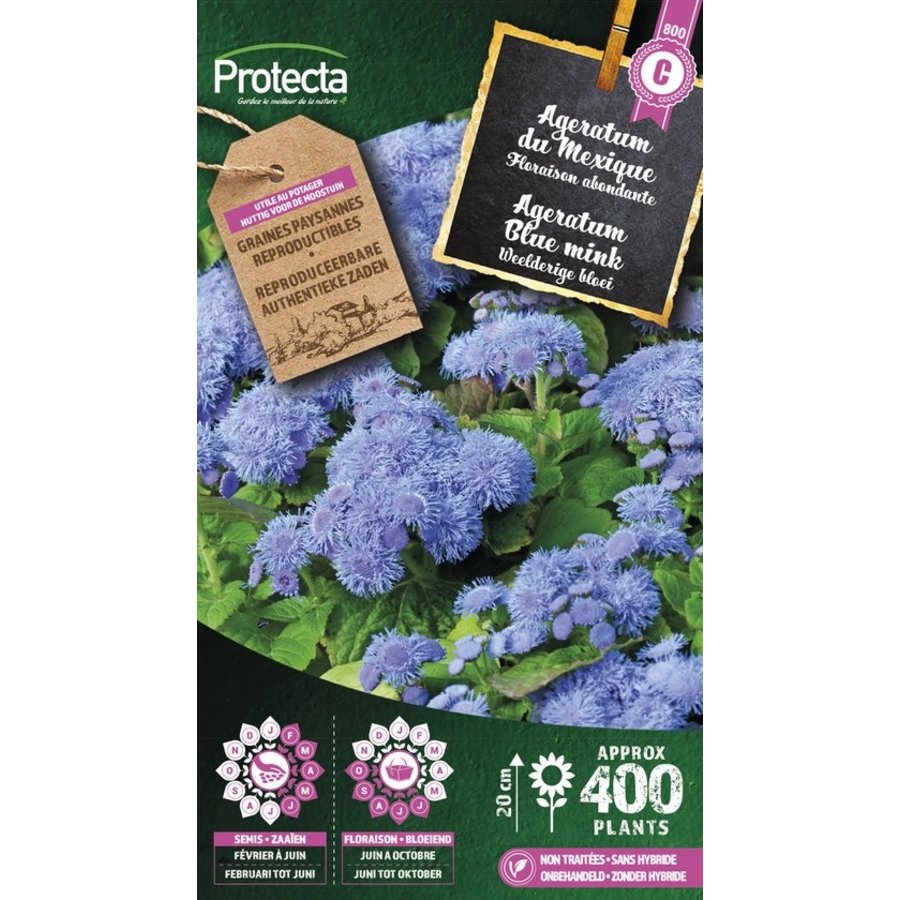 Bloemen zaden: Agertum blue mink | Mexicaantje