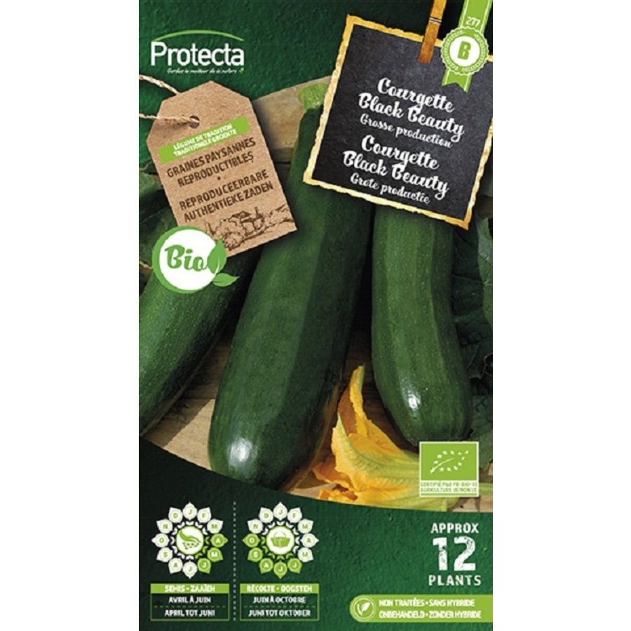 Groente zaden: Courgette Black Beauty Biologisch