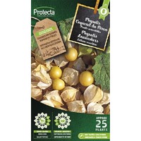 Groente zaden: Physalis ananaskers