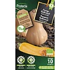 Pompoen Butternut Biologisch