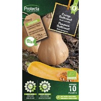 Groente zaden: Pompoen Butternut Biologisch