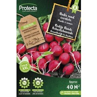 Groente zaden: Radijs Ronde Scharlakenrode XXL