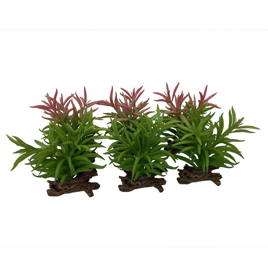 Crassula terrariumplant gemengde kleuren 13x10,5x16 cm