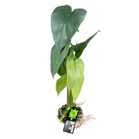 Monstera groen terrarium kunstplant voor reptielen en amfibieën